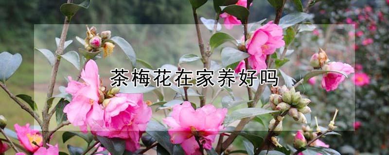 茶梅花在家养好吗（茶梅花在家养好吗视频）