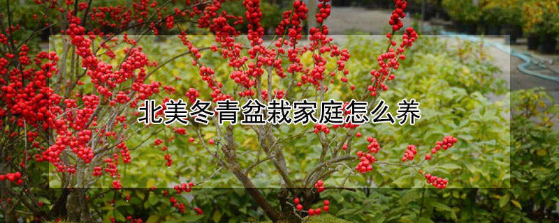 北美冬青盆栽家庭怎么养（北美冬青盆栽家庭怎么养出果子）