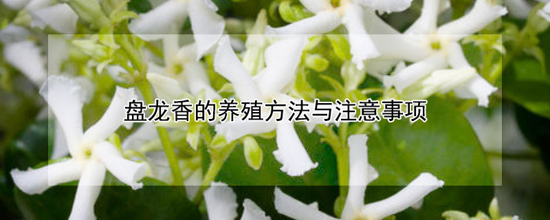 盘龙香的养殖方法与注意事项（盘龙香图片）