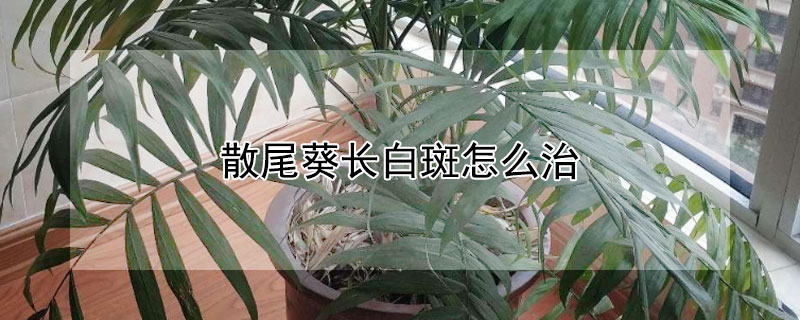 散尾葵长白斑怎么治（散尾葵长白斑怎么治好）