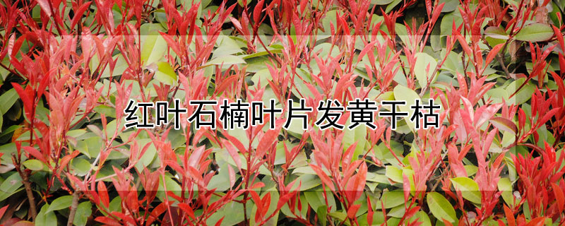 红叶石楠叶片发黄干枯 红叶石楠叶片发黄干枯什么原因