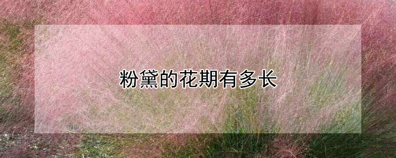 粉黛的花期有多长 粉黛花花期多长