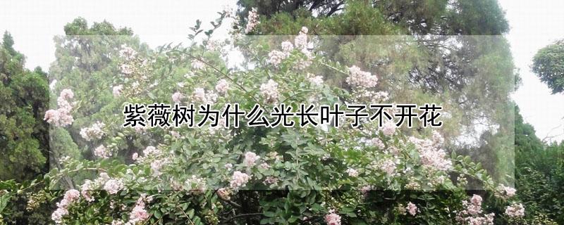 紫薇树为什么光长叶子不开花 紫薇树为什么光长叶子不开花的原因
