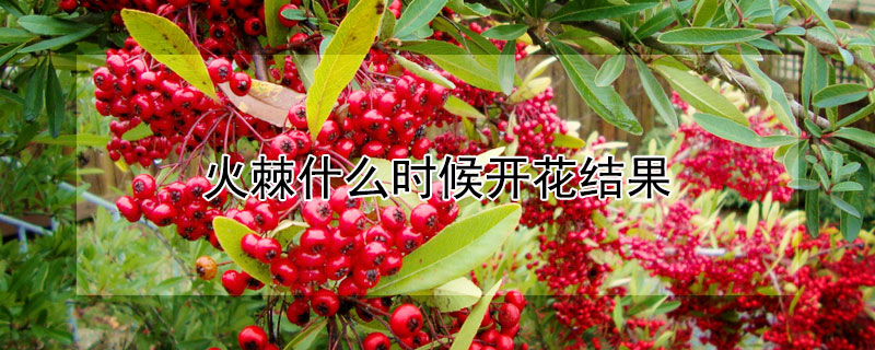 火棘什么时候开花结果（火棘什么时候开花结果子）