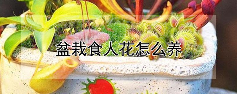 盆栽食人花怎么养 十大危险吃人植物