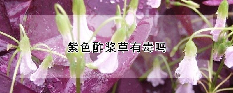 紫色酢浆草有毒吗（紫色酢浆草有毒吗能吃吗）