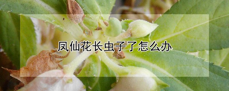 凤仙花长虫子了怎么办（凤仙花起虫子怎么办）