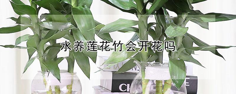 水养莲花竹会开花吗 水养莲花竹会开花吗