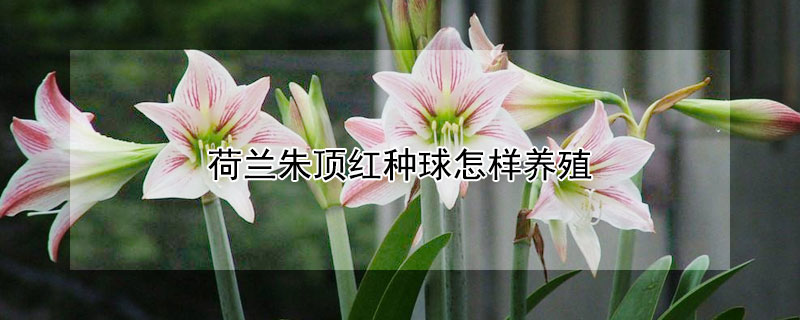 荷兰朱顶红种球怎样养殖 朱顶红大忌