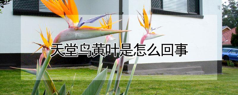 天堂鸟黄叶是怎么回事 天堂鸟黄叶卷边怎么救治