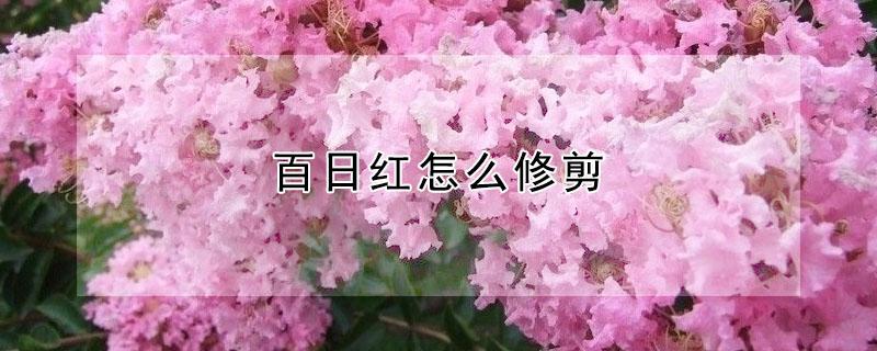 百日红怎么修剪 百日红修剪技术是什么哪位知道?