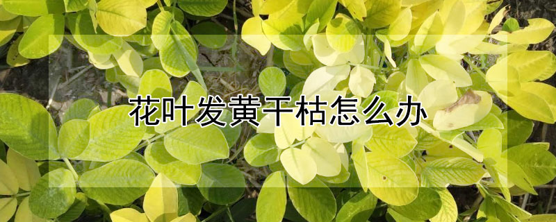 花叶发黄干枯怎么办 花叶发黄干枯怎么办视频