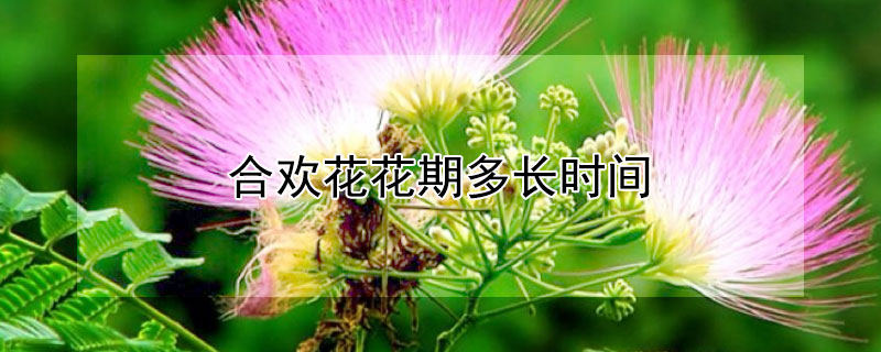 合欢花花期多长时间 合欢花花期在几月份