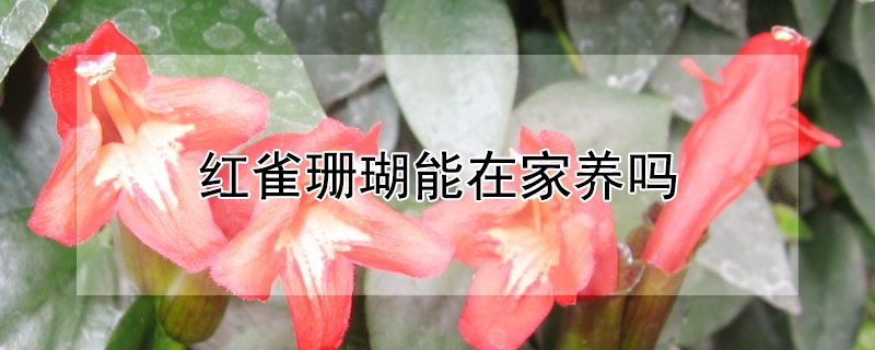 红雀珊瑚能在家养吗 红雀珊瑚能在家养吗视频