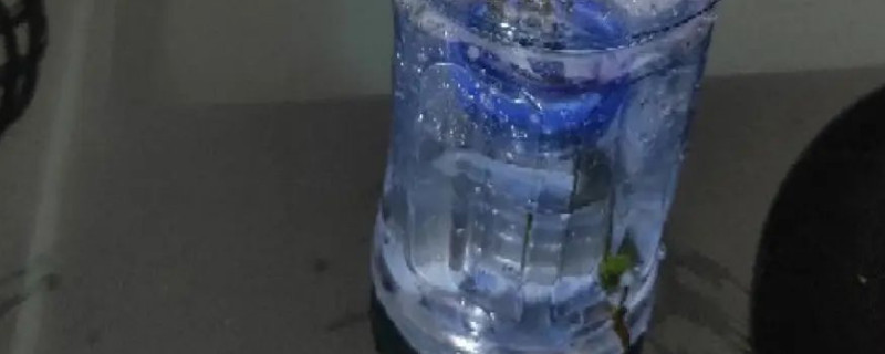 柳枝生根水能保存多久 柳枝生根水能直接浇吗