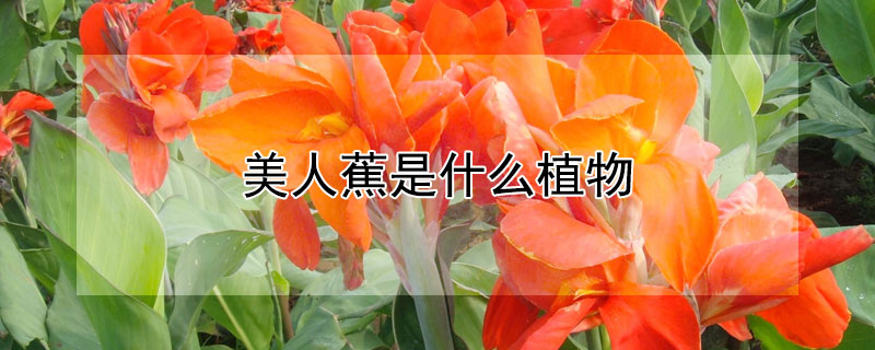 美人蕉是什么植物（美人蕉是什么植物类别）