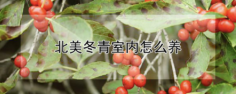 北美冬青室内怎么养（北美冬青室内怎么养活）