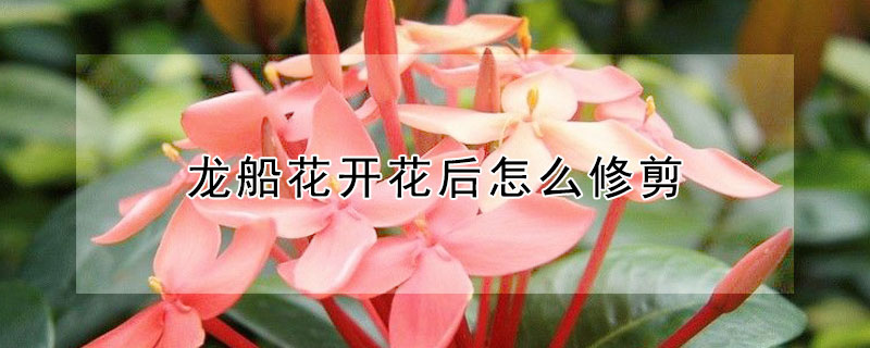 龙船花开花后怎么修剪 龙船花开花后怎么修剪百度经验
