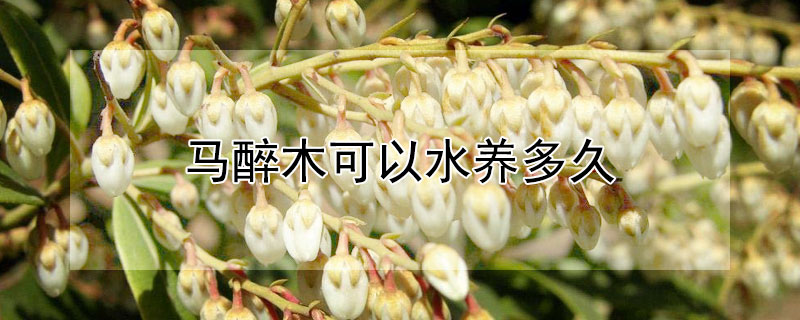 马醉木可以水养多久 马醉木养水里会生根吗?