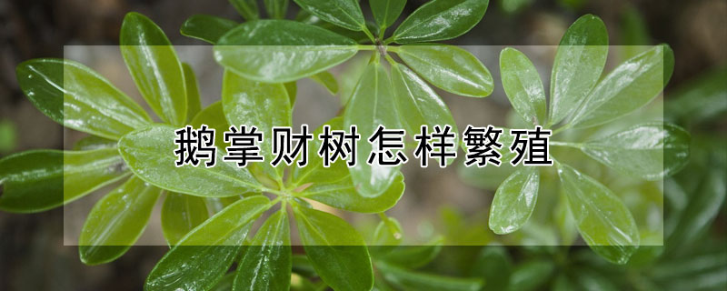 鹅掌财树怎样繁殖 鹅掌财树叶子有点焉怎么办