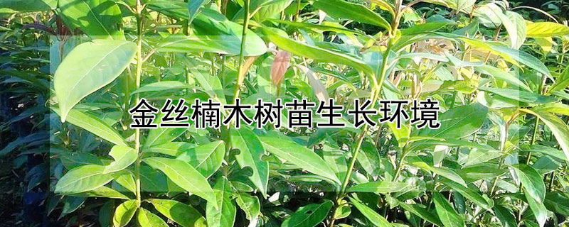 金丝楠木树苗生长环境（金丝楠木种植20年能有多大）