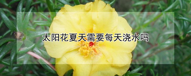 太阳花夏天需要每天浇水吗（太阳花夏天需要每天浇水吗为什么）