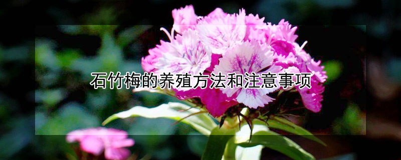 石竹梅的养殖方法和注意事项 五彩石竹梅的养殖方法和注意事项