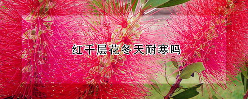红千层花冬天耐寒吗（红千层耐寒多少度）