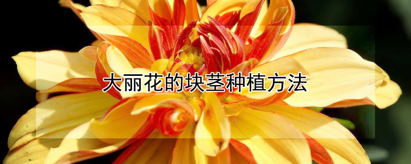 大丽花的块茎种植方法（大丽花根茎怎么种）