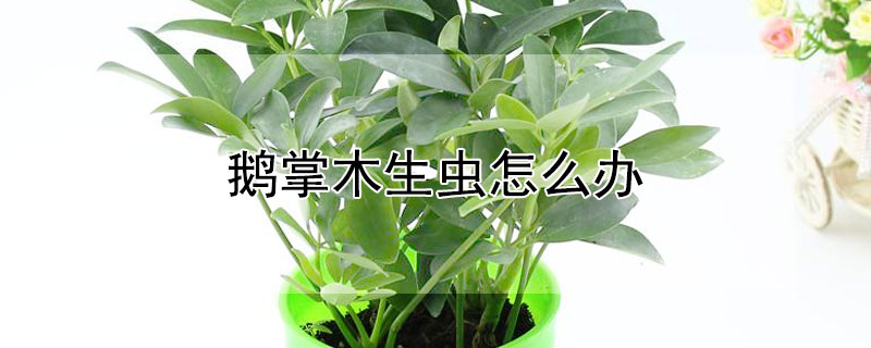 鹅掌木生虫怎么办（鹅掌木生虫怎么办小妙招）