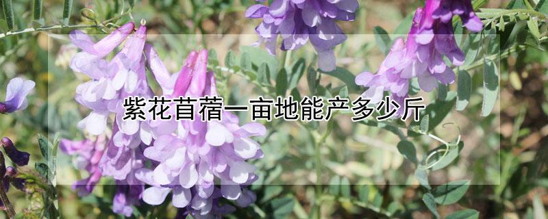紫花苜蓿一亩地能产多少斤（紫花苜蓿一亩地能产多少斤鲜草）