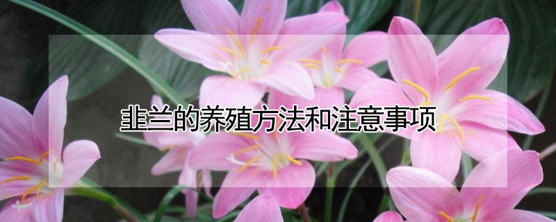 韭兰的养殖方法和注意事项（葱兰和韭兰的区别）