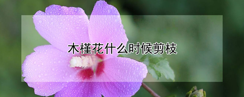 木槿花什么时候剪枝（木槿花扦插方法和时间）