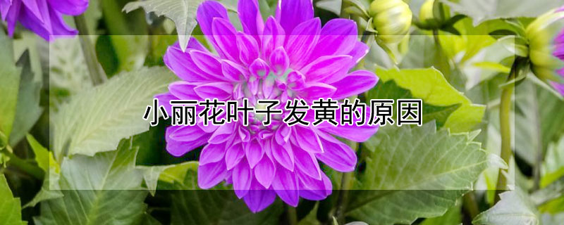 小丽花叶子发黄的原因 小丽花叶子发黄的原因是什么