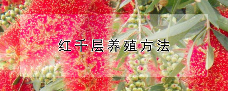 红千层养殖方法（千层红的养殖方法）