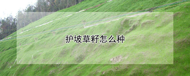 护坡草籽怎么种（护坡草籽种植方法）