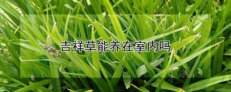 吉祥草能养在室内吗（吉祥草能养在室内吗有毒吗）