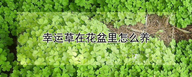 幸运草在花盆里怎么养（幸运草盆栽怎么养）