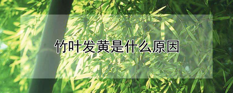 竹叶发黄是什么原因（竹叶尖干枯发黄是什么原因）