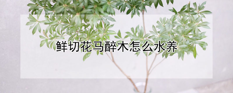 鲜切花马醉木怎么水养 鲜切花马醉木能活多长时间