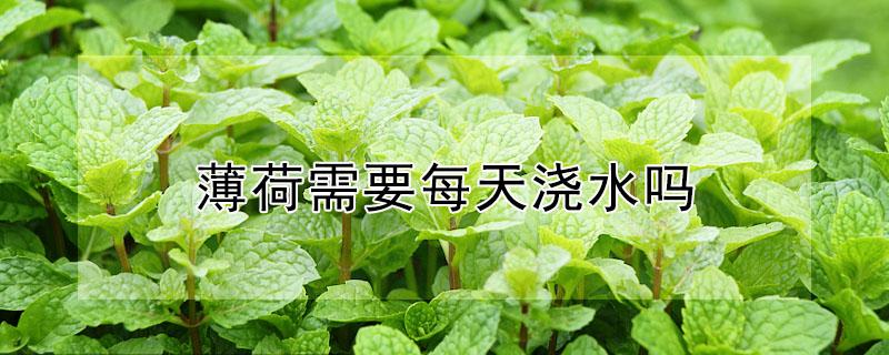 薄荷需要每天浇水吗（薄荷需要每天浇水吗为什么）