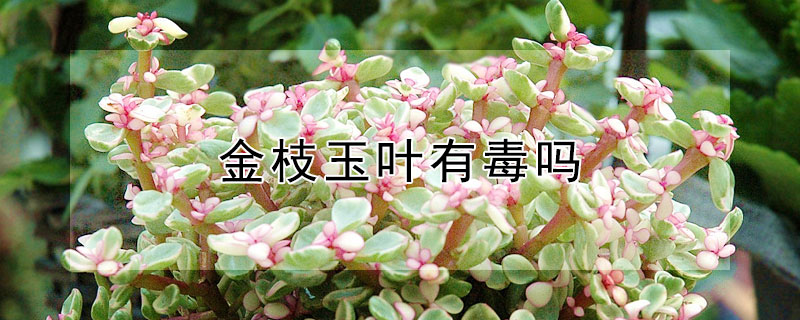 金枝玉叶有毒吗 金枝玉叶有毒吗?