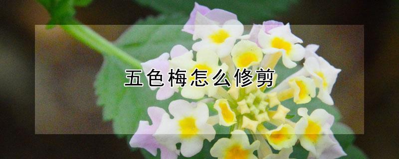 五色梅怎么修剪（五色梅怎么修剪的视频）
