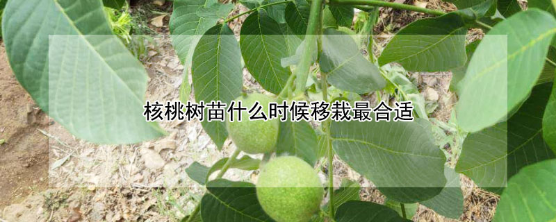 核桃树苗什么时候移栽最合适 核桃树苗什么时候移栽最好