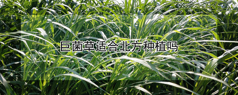 巨菌草适合北方种植吗（巨菌草适合北方种植吗羊吃能有玉米秸秆好吗）
