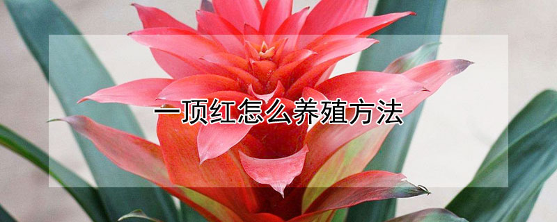 一顶红怎么养殖方法 一顶红怎么养殖方法花坏了怎么办