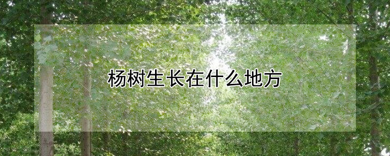 杨树生长在什么地方（杨树生长在什么地方?）