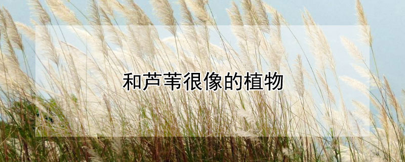 和芦苇很像的植物（和芦苇很像的植物有哪些）