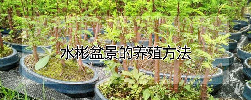 水彬盆景的养殖方法 水彬盆景怎么养