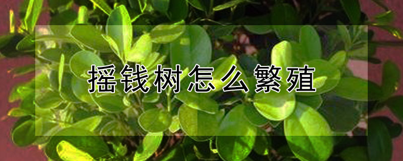 摇钱树怎么繁殖 摇钱树怎样繁殖